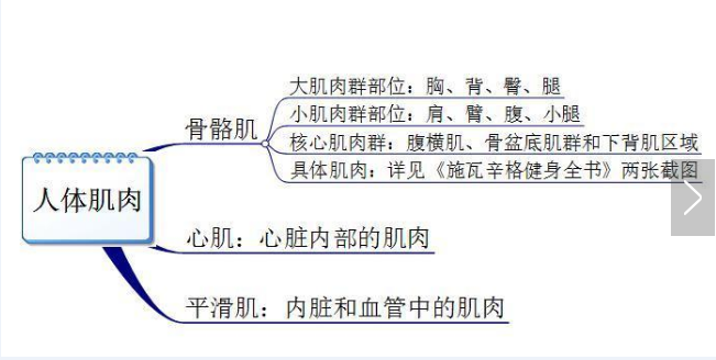 你真的認(rèn)識你身體的肌肉嗎？